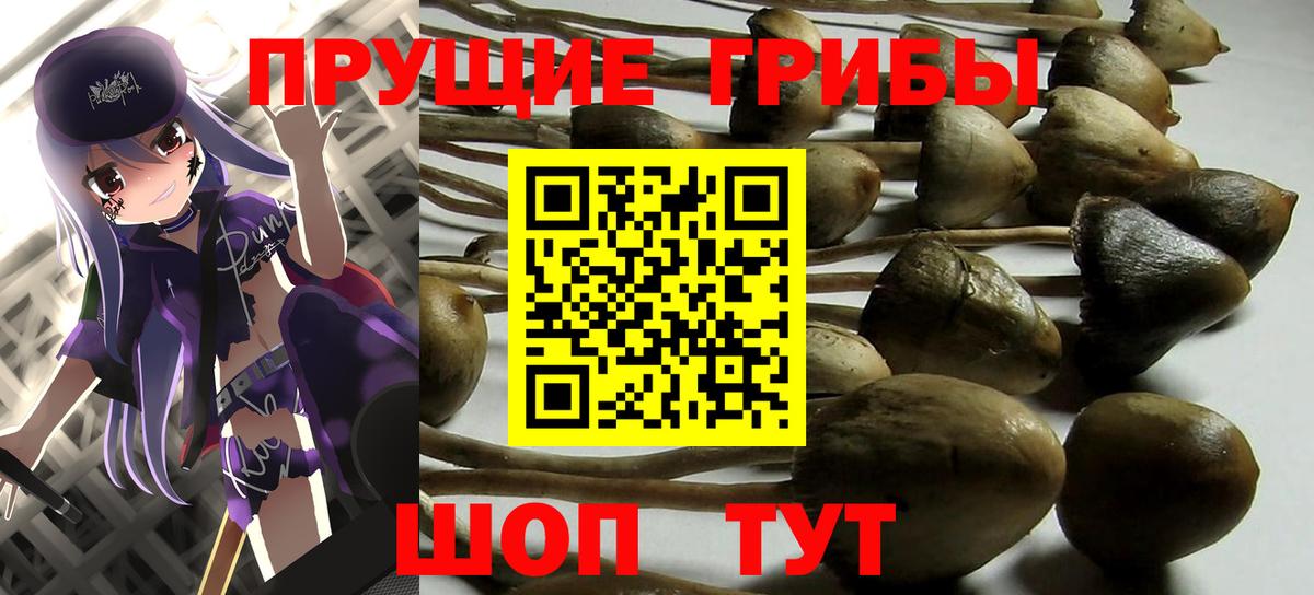 Псилоцибиновые грибы прущие грибы  Вход с VPN  Псилоцибиновые грибы Psilocybine cubensis  Можга 